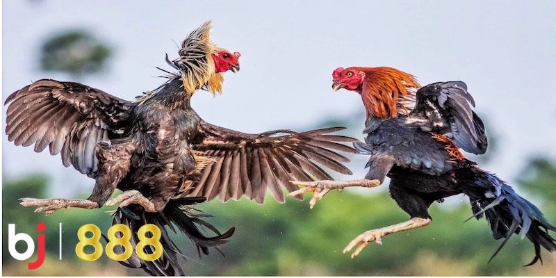 Đá gà Các loại hình đá gà BJ888 nổi bật