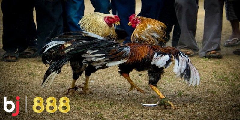 Đá gà Tại sao đá gà BJ888 là lựa chọn hoàn hảo?