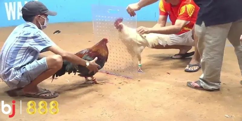 Đá Gà Campuchia 67 – Hình Thức Giải Trí Thú Vị Và Kịch Tính Mỗi trận đấu gà tại Campuchia có các quy định riêng về việc cá cược