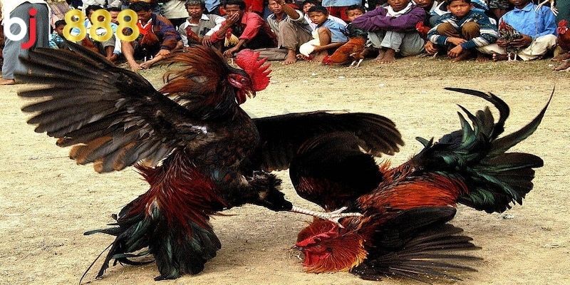 Đá Gà Campuchia 67 – Hình Thức Giải Trí Thú Vị Và Kịch Tính Lợi ích hấp dẫn khi coi đá gà campuchia 67 trực tiếp