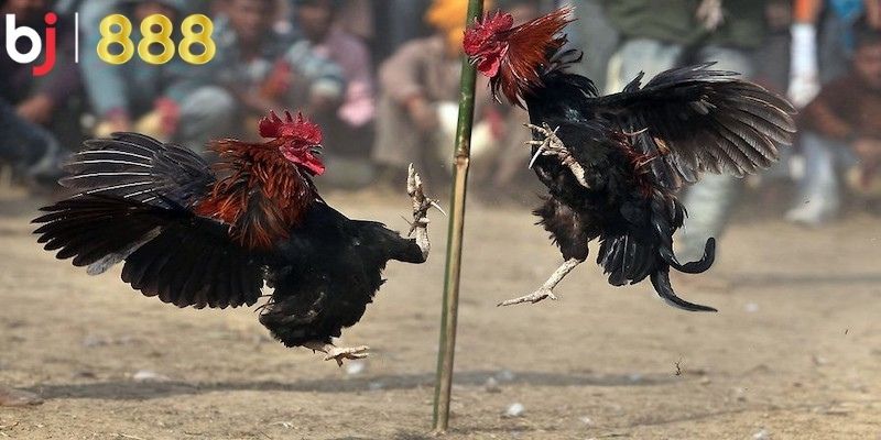 Đá Gà SV388 - Sân Chơi Cá Cược Giải Trí Đỉnh Cao 2024 Mẹo chơi Đá Gà SV388 hiệu quả