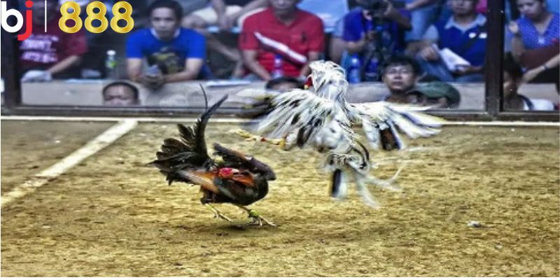 Đá Gà Trực Tiếp C3 - Hình Thức Chơi Cá Cược Đá Gà Hấp Dẫn Những loại gà thường được sử dụng trong đá gà C3