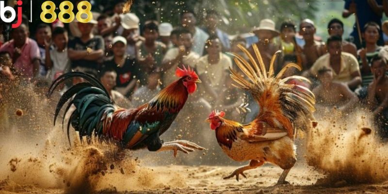 Đá Gà Trực Tiếp C3 - Hình Thức Chơi Cá Cược Đá Gà Hấp Dẫn Theo dõi trực tiếp đá gà C3 tại nhà cái BJ888