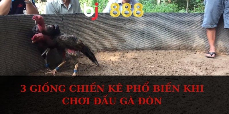 Đá Gà Đòn - Các Giống Chiến Kê Khỏe Mạnh Và Đá Hay 3 giống chiến kê phổ biến khi chơi đấu gà đòn