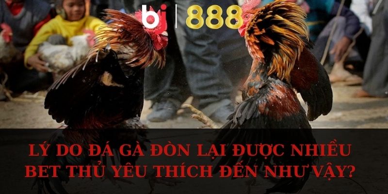 Đá Gà Đòn - Các Giống Chiến Kê Khỏe Mạnh Và Đá Hay Lý do đá gà đòn lại được nhiều bet thủ yêu thích đến như vậy?