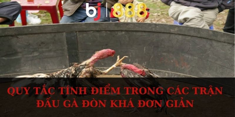 Đá Gà Đòn - Các Giống Chiến Kê Khỏe Mạnh Và Đá Hay Quy tắc tính điểm trong các trận đấu gà đòn khá đơn giản