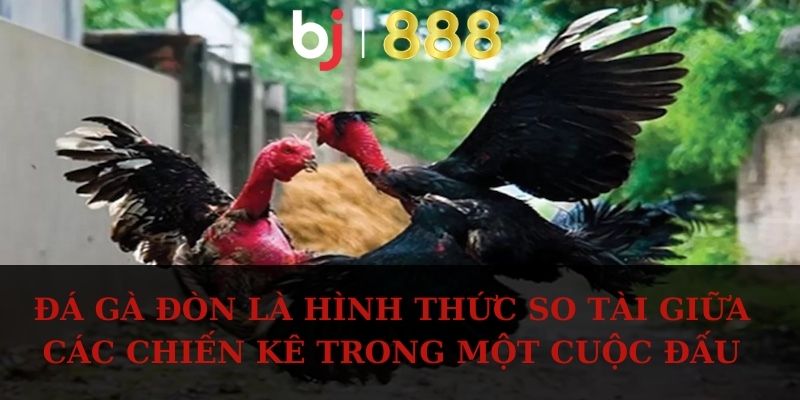 Đá Gà Đòn - Các Giống Chiến Kê Khỏe Mạnh Và Đá Hay Đá gà đòn là hình thức so tài giữa các chiến kê trong một cuộc đấu