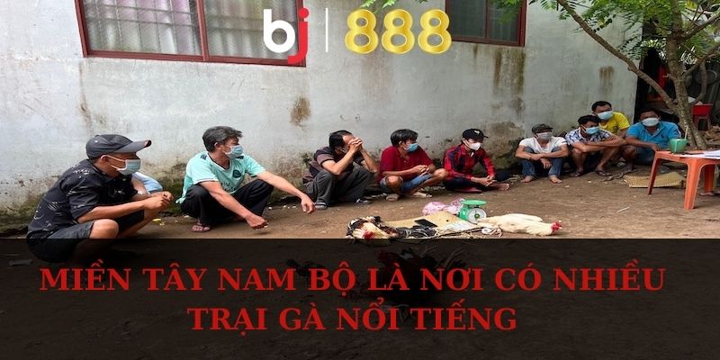 Đá Gà Miền Tây - Hình Thức Chọi Kê Quen Thuộc Với Kê Thủ Miền Tây Nam Bộ là nơi có nhiều trại gà nổi tiếng