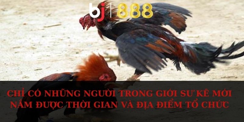 Đá Gà Miền Tây - Hình Thức Chọi Kê Quen Thuộc Với Kê Thủ Chỉ có những người trong giới sư kê mới nắm được thời gian và địa điểm tổ chức