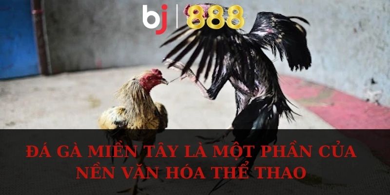 Đá Gà Miền Tây - Hình Thức Chọi Kê Quen Thuộc Với Kê Thủ Đá gà miền Tây là một phần của nền văn hóa thể thao