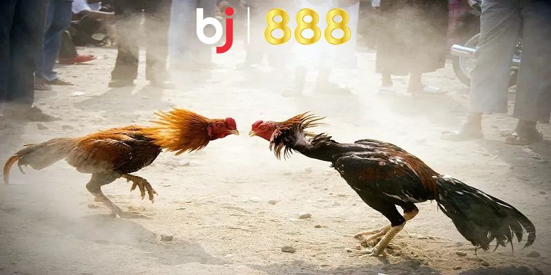 Đá Gà Online Là Gì? Các Hình Thức Chọi Gà Online Phổ Biến Hiện Nay Hình thức đá gà online là gì?