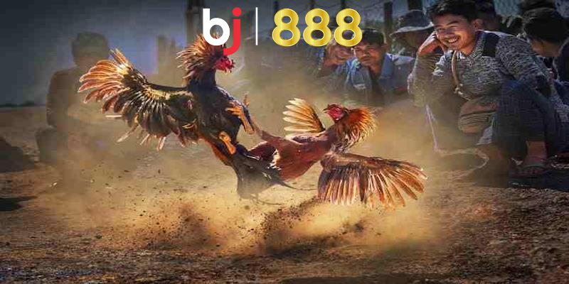 Đá Gà Online Là Gì? Các Hình Thức Chọi Gà Online Phổ Biến Hiện Nay Tại sao đá gà online lại thu hút nhiều bet thủ như vậy?