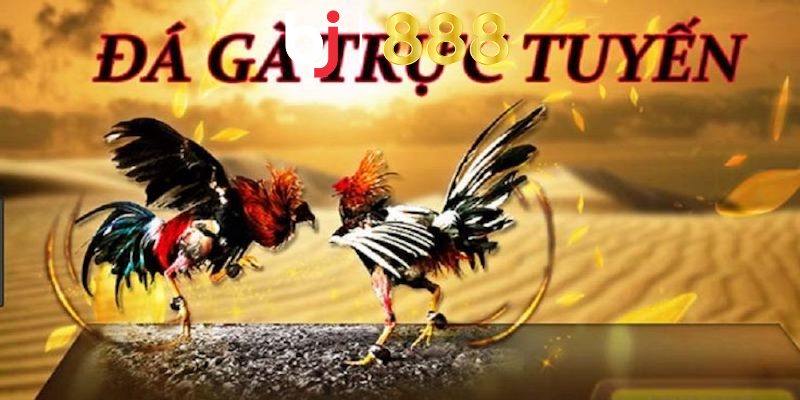 Đá Gà Trực Tuyến Là Gì - Kinh Nghiệm Chơi Chọi Gà Hiệu Quả Cùng tìm hiểu lợi ích khi tham gia đá gà trực tuyến là gì
