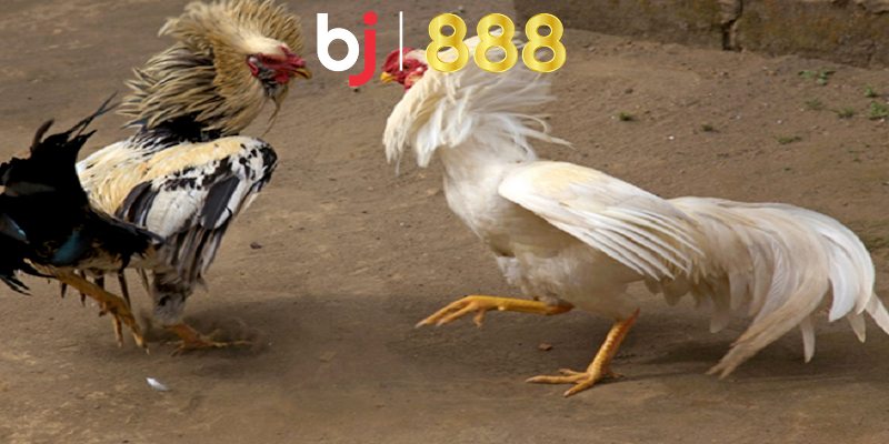 Gà 3kg2 Đá Cựa Bao Nhiêu Và Cần Làm Gì Để Giữ Cực Luôn Bền Gà 3kg2 đá cựa bao nhiêu sẽ là hiệu quả nhất?