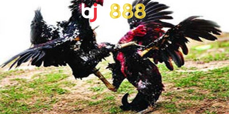 ga da ma ky la gi anh dai dien