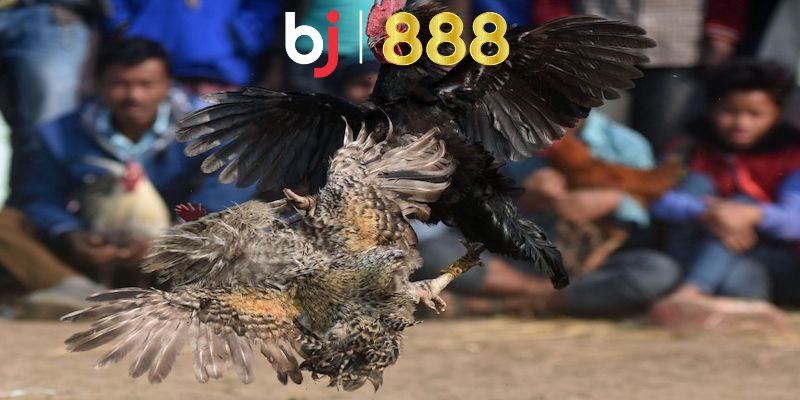Gà Đá Mã Kỵ Là Gì? Khám Phá Đặc Điểm Và Lợi Ích Của Gà Đá Mã Kỵ Lợi ích của việc nuôi và chăm sóc gà đá mã kỵ là gì