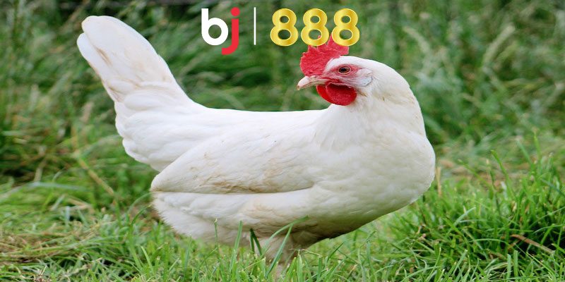 Gà Đá Màu Trắng Gọi Là Gà Gì Và Cách Chăm Sóc Gà Hiệu Quả Giải đáp gà đá màu trắng gọi là gà gì?