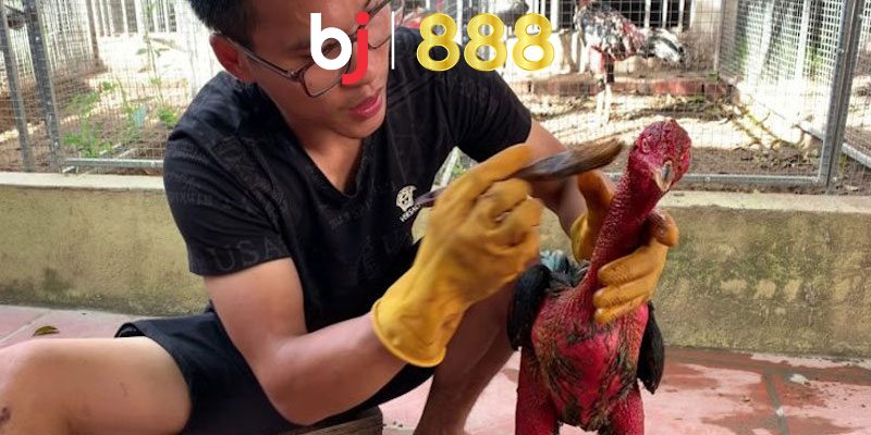 Gà Vào Nghệ Bao Lâu Thì Đá Được Và Luôn Có Sức Khoẻ Mạnh Lợi ích khi vào nghệ cho chiến kê thường xuyên là gì?