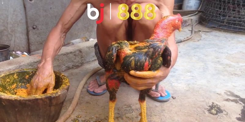 Gà Vào Nghệ Bao Lâu Thì Đá Được Và Luôn Có Sức Khoẻ Mạnh Trường hợp nào thì gà cần vào nghệ