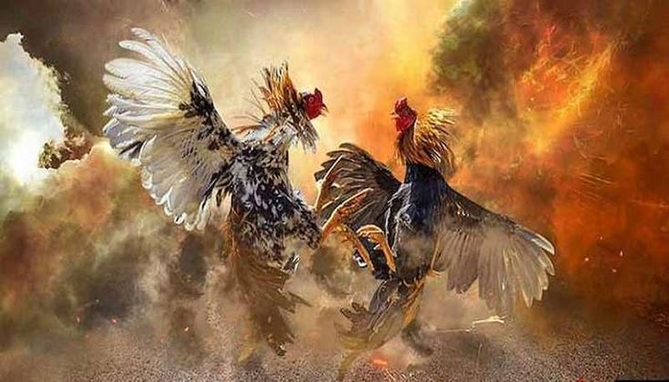 Kinh nghiệm đá gà BJ888 bí quyết đặt cược hiệu quả cho dân chơi Xây dựng chiến thuật đặt cược kinh nghiệm Đá gà BJ888