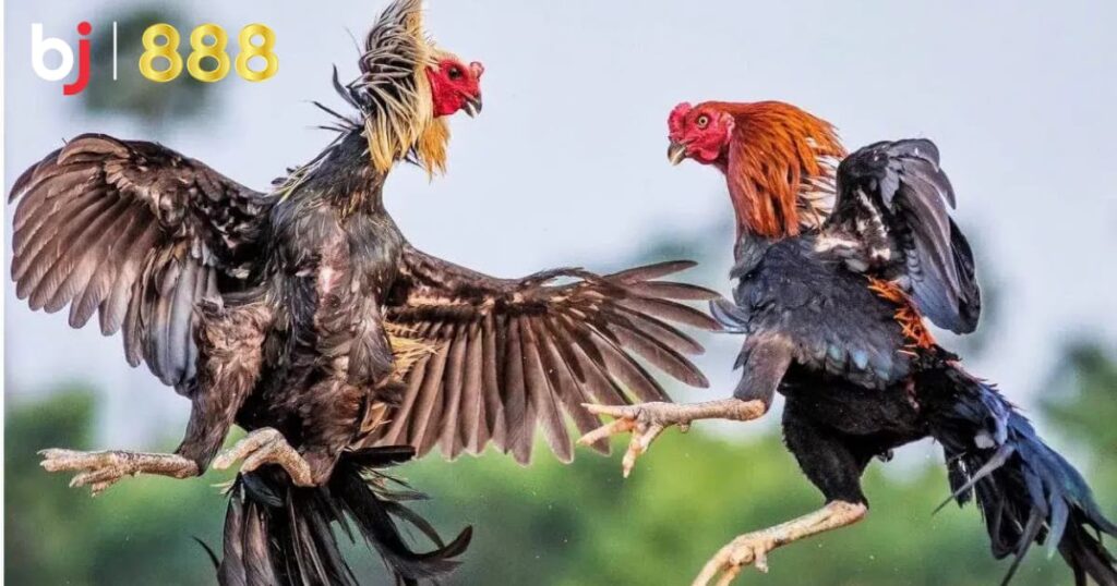 Nghiên cứu cách chọn giống gà chọi tốt
