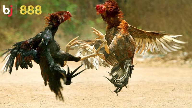 cách chọn giống gà chọi tốt cách chọn giống gà chọi tốt