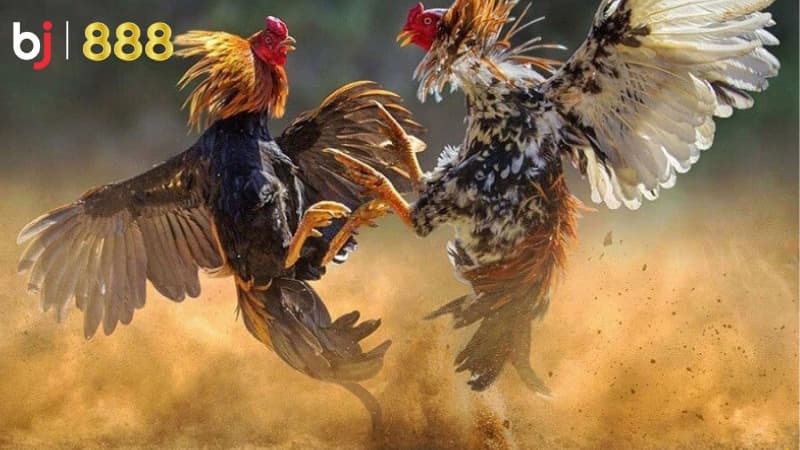 cách chọn giống gà chọi tốt cách chọn giống gà chọi tốt