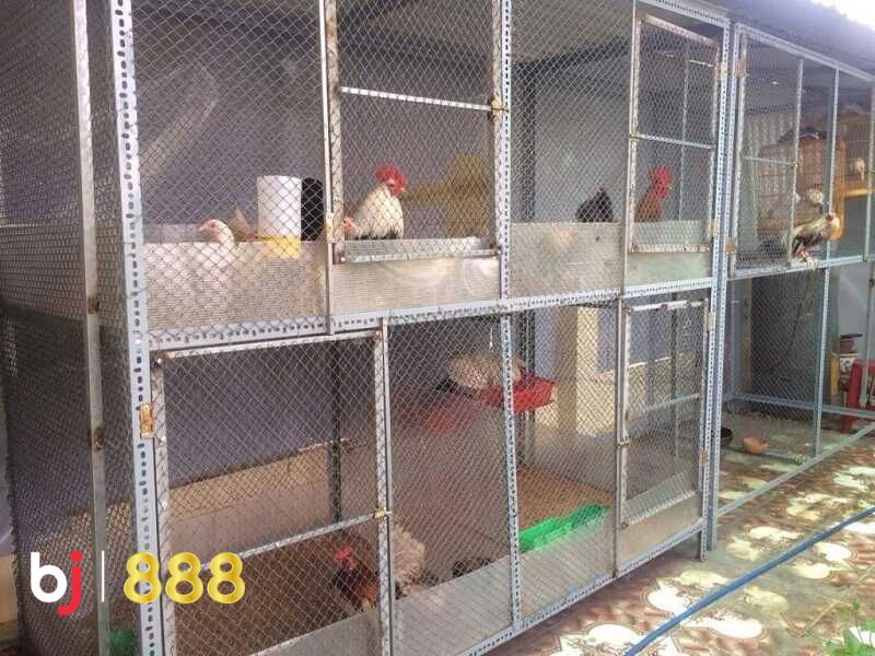 Cách làm chuồng gà chọi Cách làm chuồng gà chọi