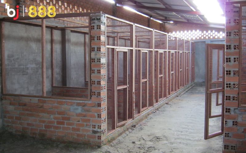Cách làm chuồng gà chọi Cách làm chuồng gà chọi