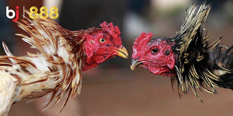 Chăm sóc gà chọi - Hướng dẫn chi tiết thông tin mới nhất Chăm sóc gà chọi