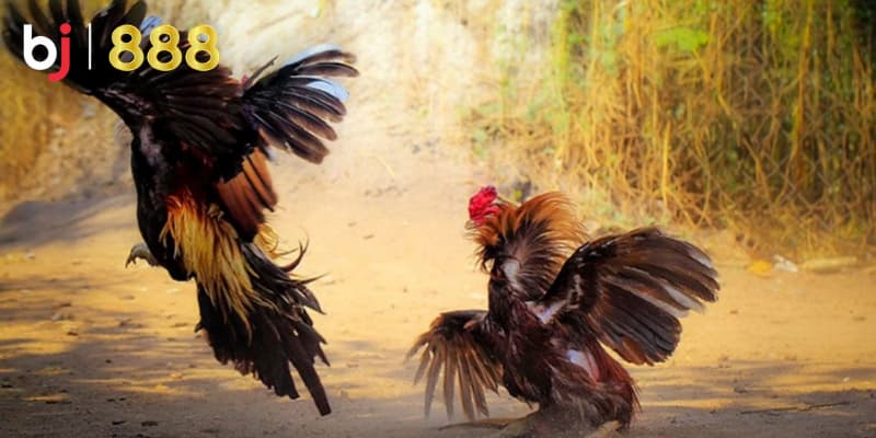 Chăm sóc gà chọi - Hướng dẫn chi tiết thông tin mới nhất Chăm sóc gà chọi