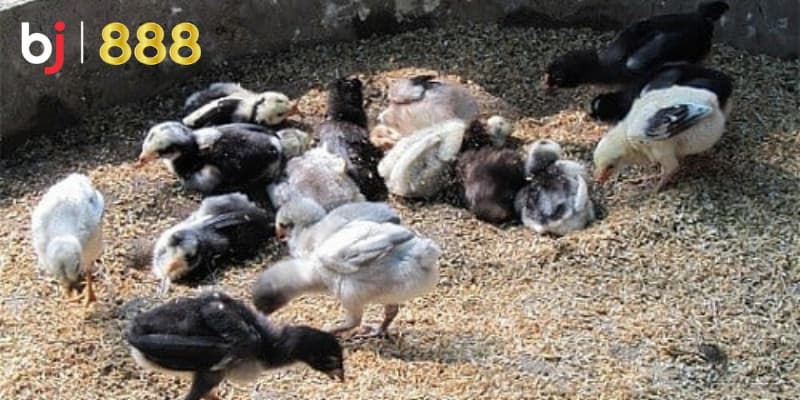 Chăm sóc gà chọi con Chăm sóc gà chọi con