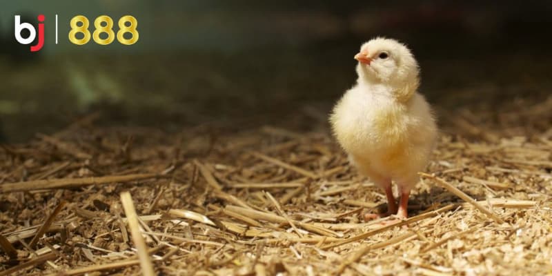 Chăm sóc gà chọi con Chăm sóc gà chọi con