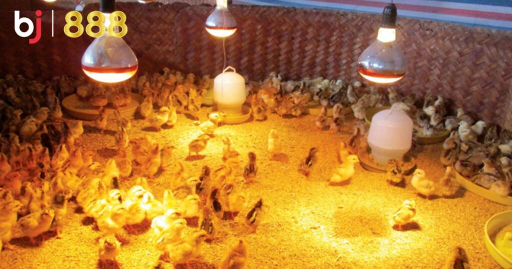 Tìm hiểu về chăm sóc gà chọi mùa đông