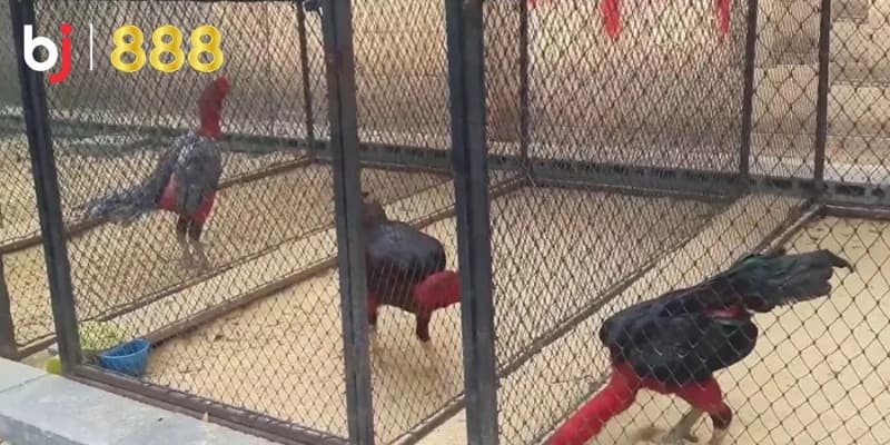 Chăm sóc gà chọi sau đá Chăm sóc gà chọi sau đá