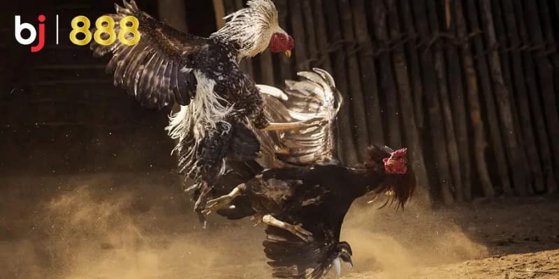 Chăm sóc gà chọi sau đá Chăm sóc gà chọi sau đá