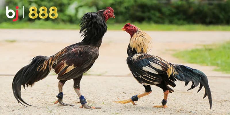 Chăm sóc gà chọi sau đá Chăm sóc gà chọi sau đá