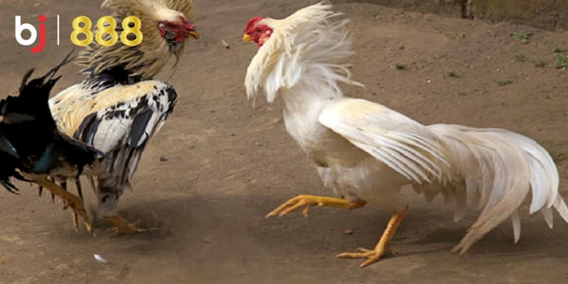 Huấn luyện gà chọi chiến đấu Huấn luyện gà chọi chiến đấu