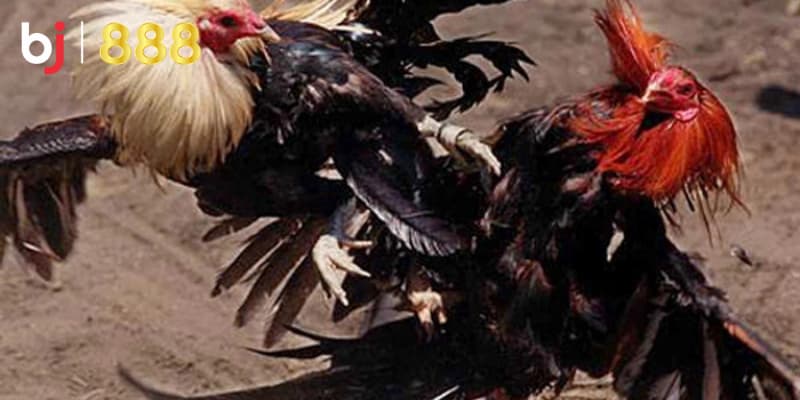 Huấn luyện gà chọi chiến đấu Huấn luyện gà chọi chiến đấu