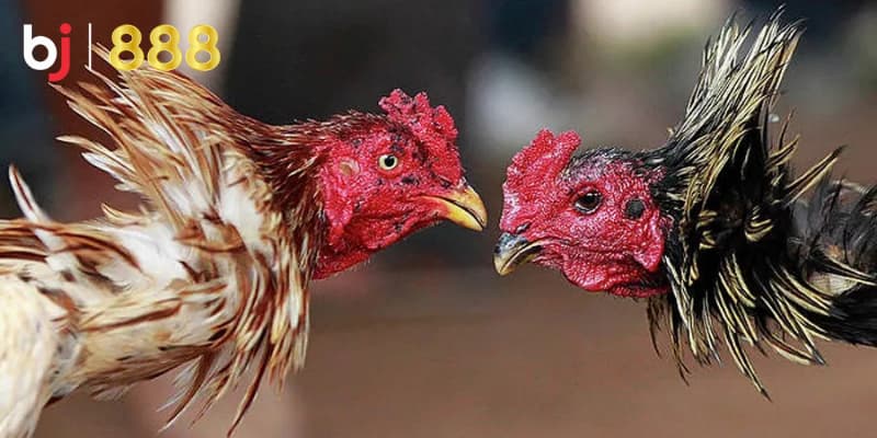 Huấn luyện gà chọi chiến đấu Huấn luyện gà chọi chiến đấu