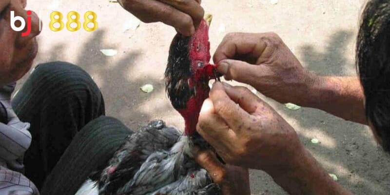 Kỹ thuật cắt tai gà chọi Kỹ thuật cắt tai gà chọi