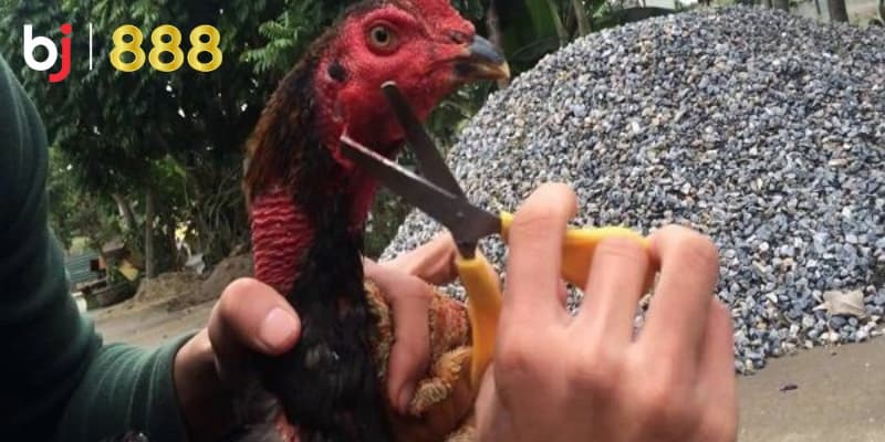 Kỹ thuật cắt tai gà chọi Kỹ thuật cắt tai gà chọi