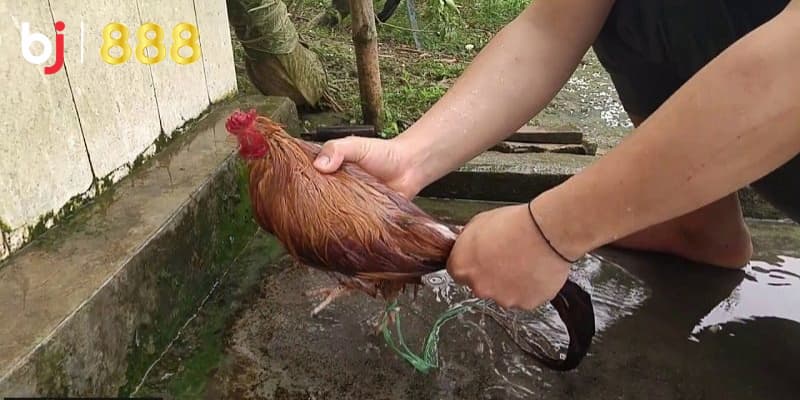 Kỹ thuật tắm gà chọi Kỹ thuật tắm gà chọi