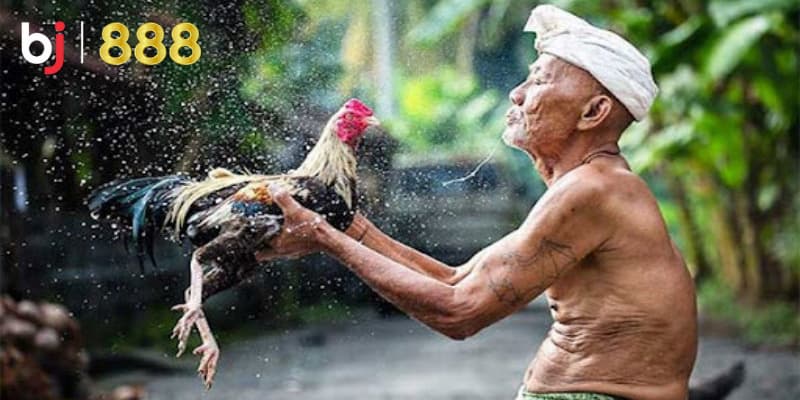 Kỹ thuật tắm gà chọi Kỹ thuật tắm gà chọi