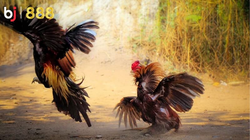 kỹ thuật vần gà chọi kỹ thuật vần gà chọi