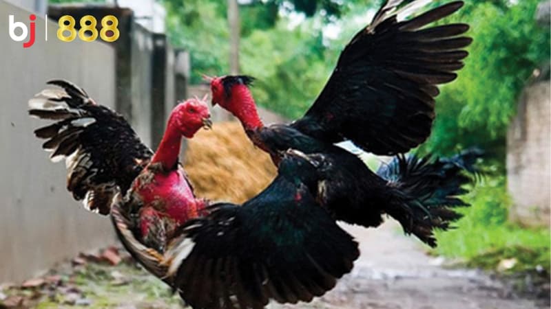phòng bệnh cho gà chọi phòng bệnh cho gà chọi