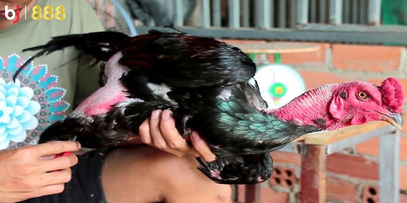 phương pháp hồi phục gà chọi phương pháp hồi phục gà chọi