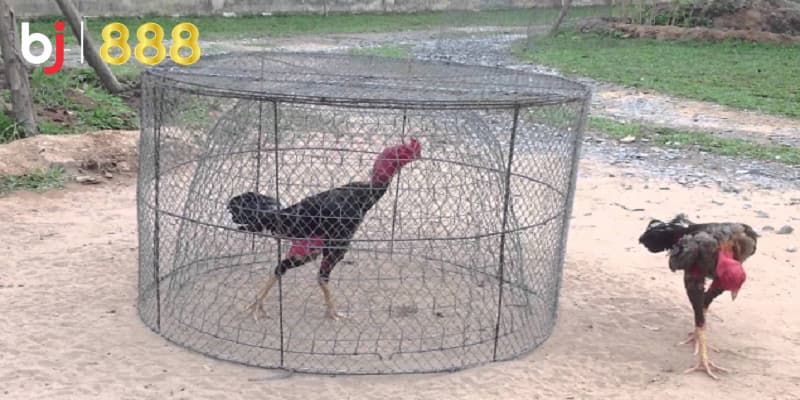 Tăng sức bền cho gà đá Tăng sức bền cho gà đá