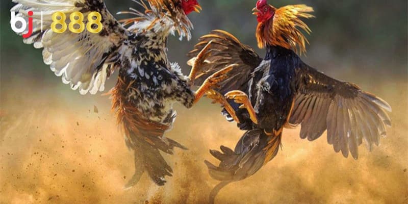 Tăng sức bền cho gà đá Tăng sức bền cho gà đá