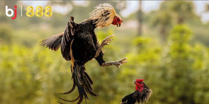 Tập luyện cho gà chọi Tập luyện cho gà chọi